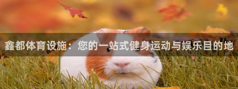 意昂体育3平台APP：鑫都体育设施：您的一站式健身运